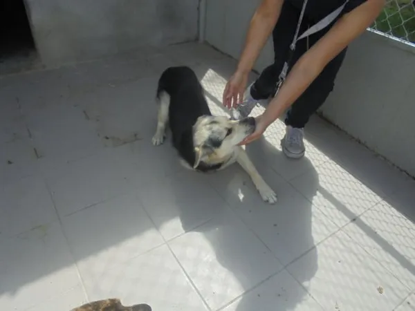 Znaleziono psa, Radom, 3 lipca 2017
