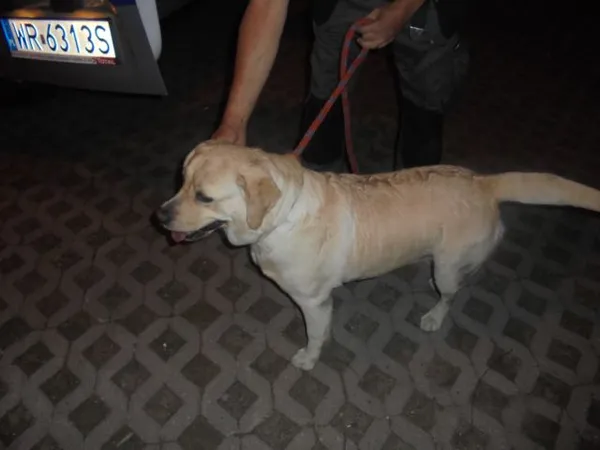 Znaleziono psa, Radom, 10 czerwca 2017