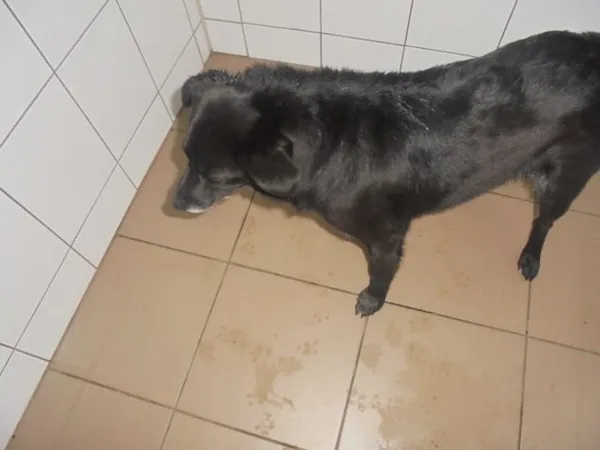 Znaleziono psa, Radom, 25 kwietnia 2017