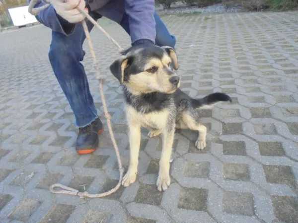 Znaleziono psa, Radom, 24 kwietnia 2017