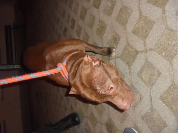Znaleziono psa, Radom, 3 kwietnia 2017