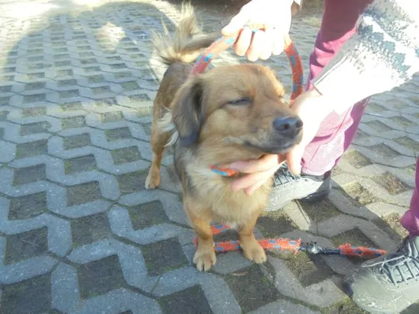 Znaleziono psa, Radom, 26 listopada 2016