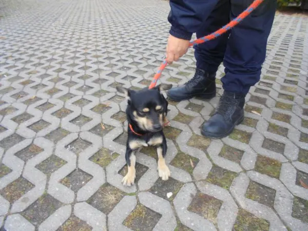 Znaleziono psa, Radom, 27 października 2016