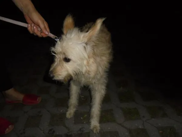 Znaleziono psa, Radom, 16 września 2016