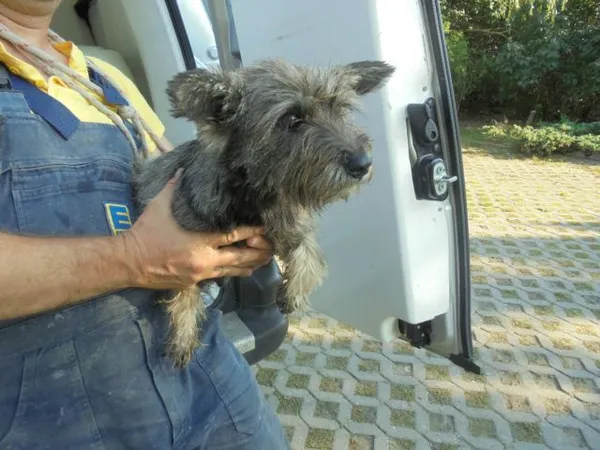Znaleziono psa, Radom, 9 września 2016