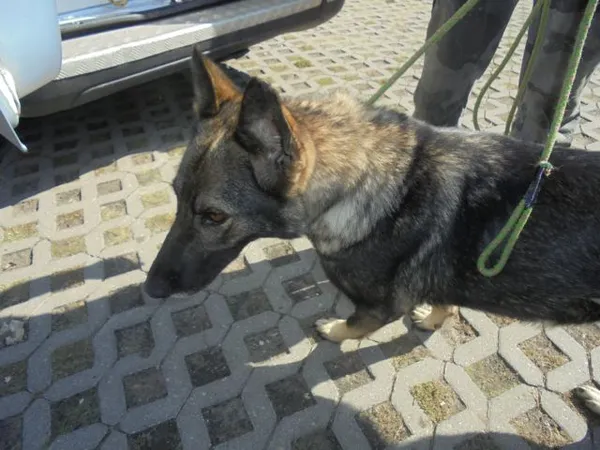 Znaleziono psa, Radom, 7 września 2016
