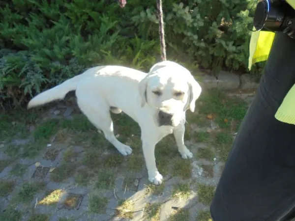 Znaleziono psa, Radom, 1 września 2016