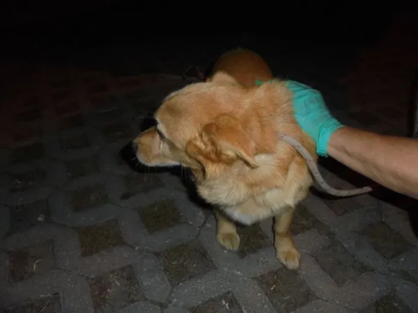 Znaleziono psa, Radom, 31 sierpnia 2016