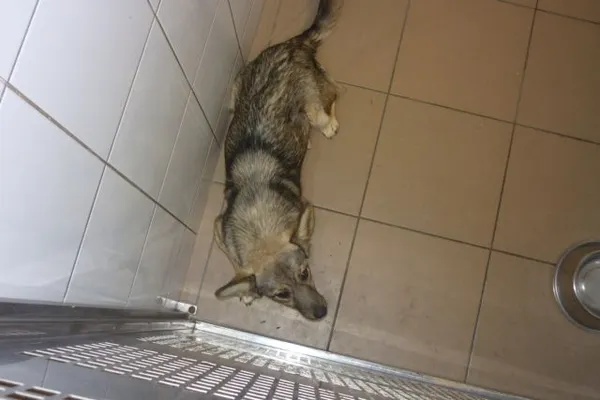 Znaleziono psa, Radom, 24 sierpnia 2015