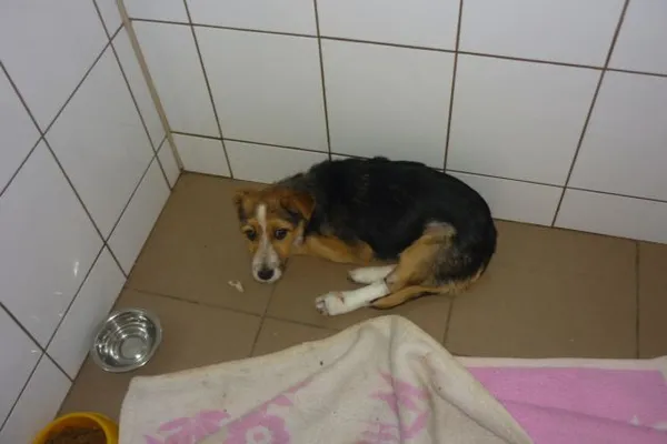 Znaleziono psa, Radom, 12 lipca 2015