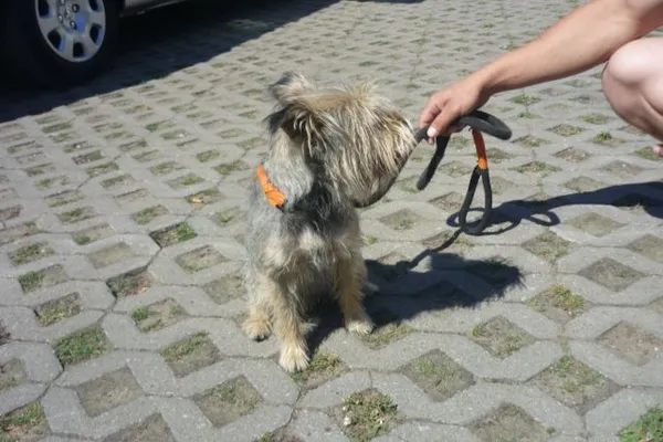 Znaleziono psa, Radom, 4 lipca 2015