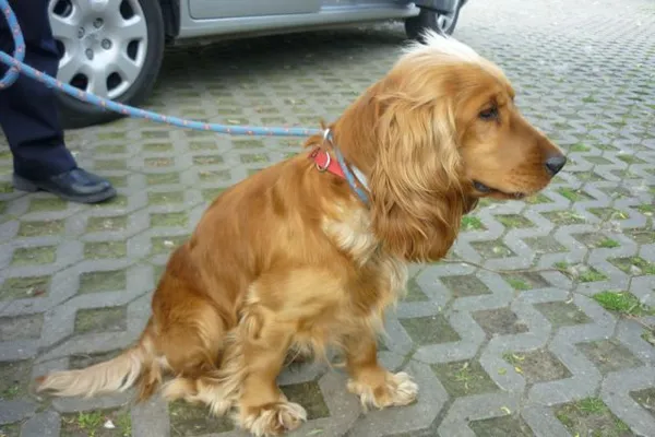 Znaleziono psa, Radom, 3 maja 2015