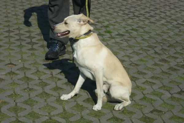 Znaleziono psa, Radom, 2 maja 2015
