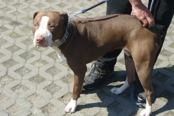 Znaleziono psa, Radom, 27 kwietnia 2015