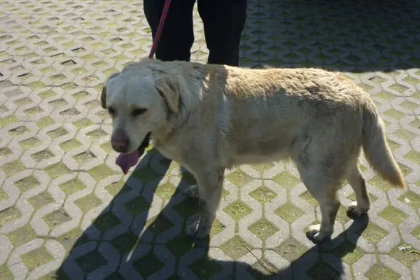 Znaleziono psa, Radom, 27 kwietnia 2015