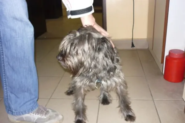 Znaleziono psa, Radom, 19 marca 2015