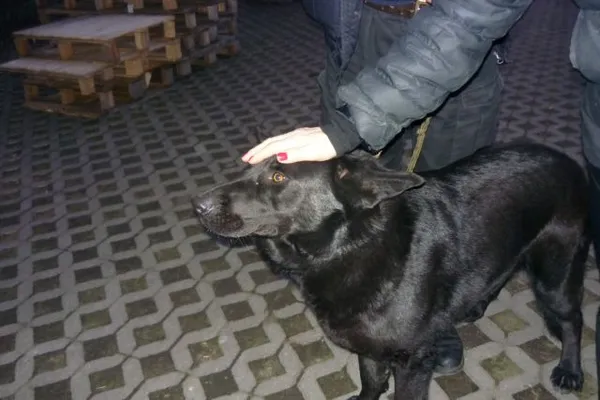 Znaleziono psa, Radom, 18 marca 2015
