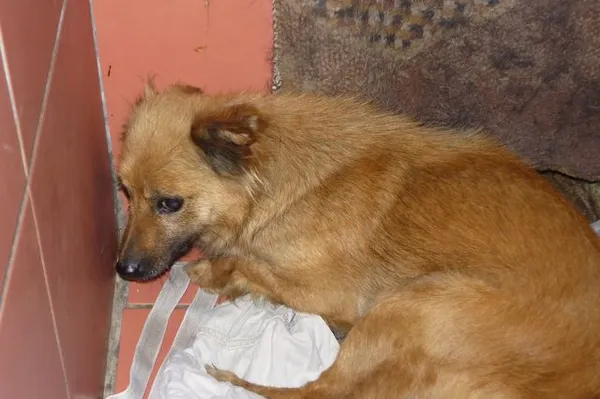 Znaleziono psa, Radom, 17 lipca 2014
