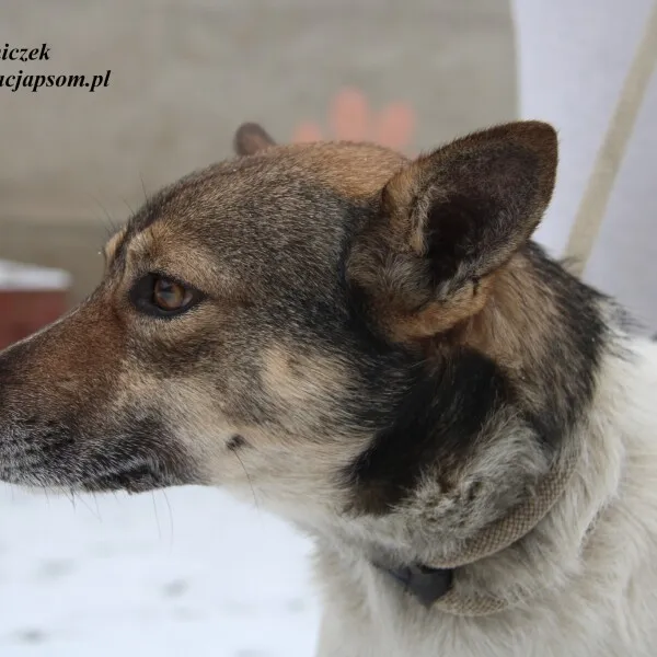 Pies do adopcji, Nowy Dwór Mazowiecki, 24 listopada 2022 (1/5)
