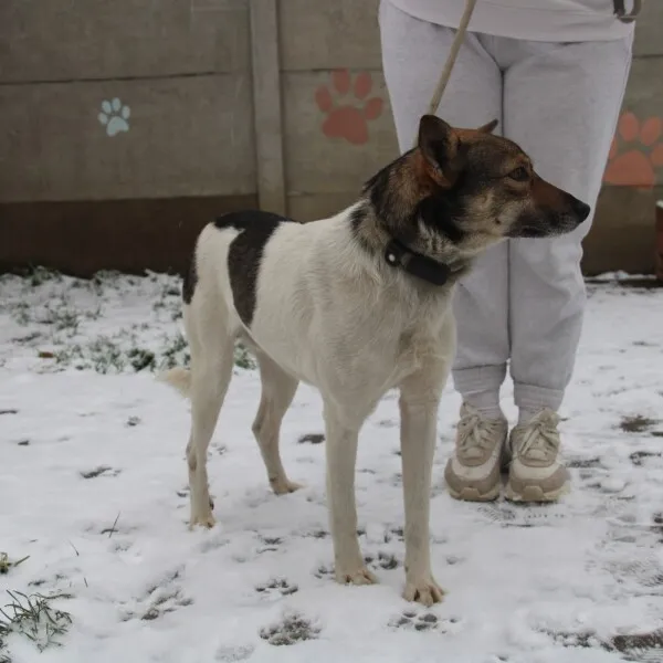 Pies do adopcji, Nowy Dwór Mazowiecki, 24 listopada 2022 (2/5)