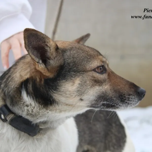Pies do adopcji, Nowy Dwór Mazowiecki, 24 listopada 2022 (3/5)