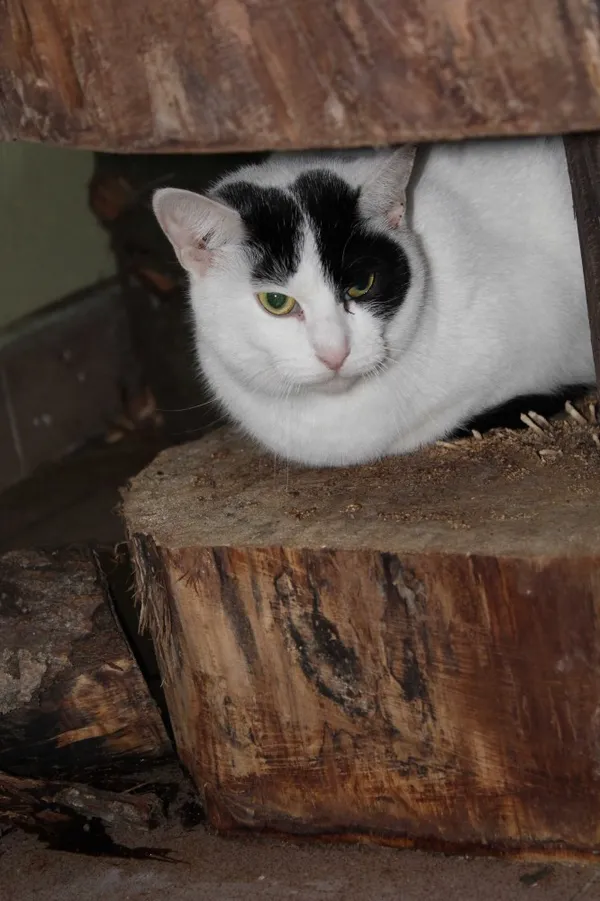 Kot do adopcji, Bełchatów, 3 października 2016 (3/3)
