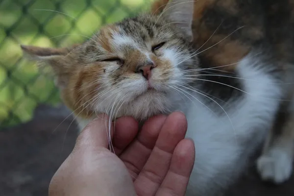 Kot do adopcji, Bełchatów, 1 lipca 2022 (3/5)