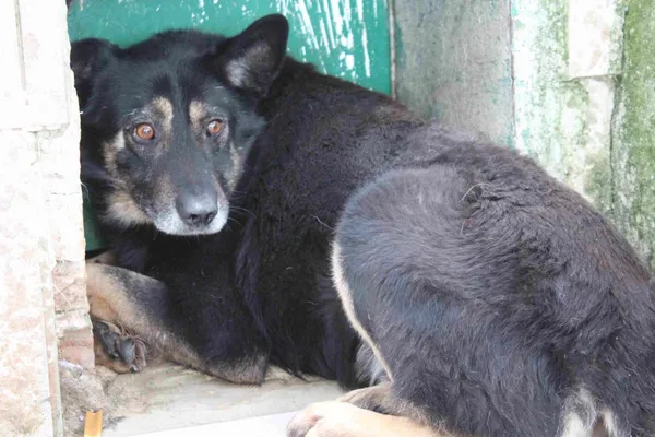 Pies do adopcji, Bełchatów, 16 listopada 2018 (1/4)