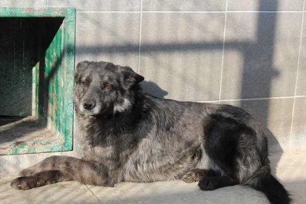Pies do adopcji, Bełchatów, 6 grudnia 2016 (2/4)