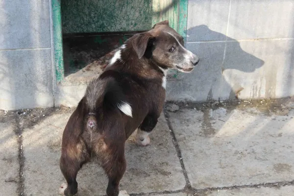 Pies do adopcji, Bełchatów, 12 stycznia 2016 (2/2)
