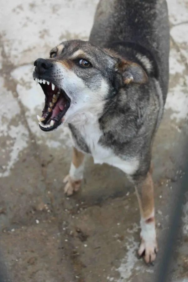 Pies do adopcji, Bełchatów, 9 kwietnia 2015 (2/4)