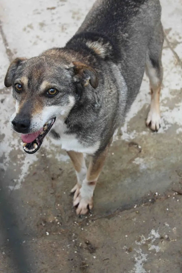 Pies do adopcji, Bełchatów, 9 kwietnia 2015 (3/4)