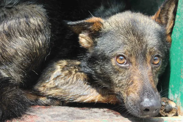 Pies do adopcji, Bełchatów, 31 maja 2019 (1/2)