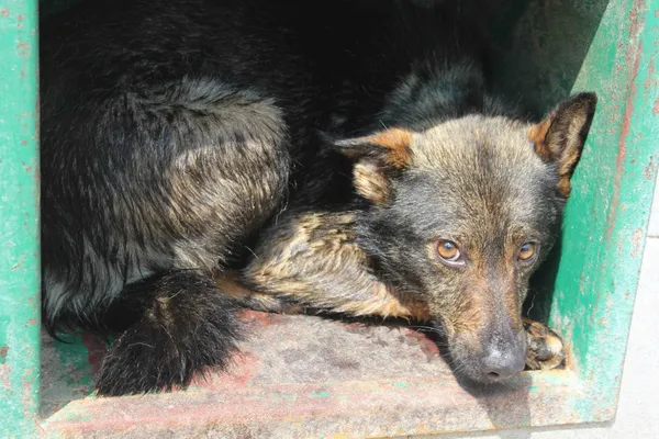 Pies do adopcji, Bełchatów, 31 maja 2019 (2/2)