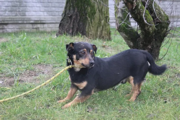 Pies do adopcji, Bełchatów, 13 grudnia 2019 (4/5)