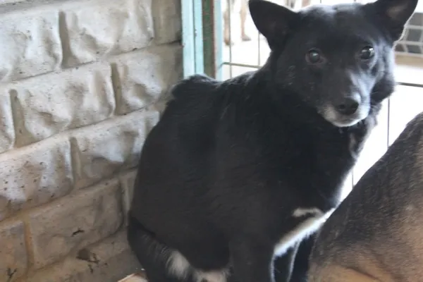 Pies do adopcji, Bełchatów, 31 maja 2019 (2/3)