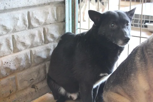 Pies do adopcji, Bełchatów, 31 maja 2019 (3/3)