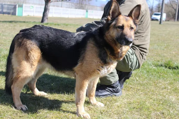 Pies do adopcji, Bełchatów, 31 marca 2020 (1/5)
