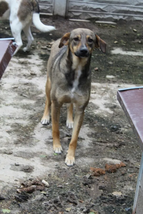 Pies do adopcji, Bełchatów, 1 lutego 2019 (2/5)