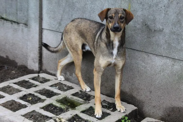 Pies do adopcji, Bełchatów, 1 lutego 2019 (3/5)