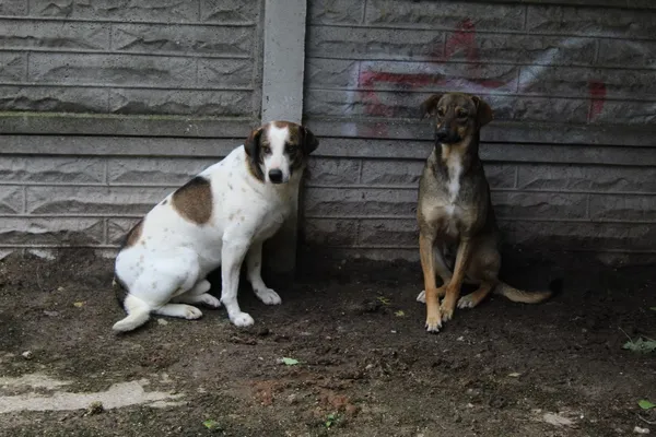 Pies do adopcji, Bełchatów, 1 lutego 2019 (4/5)
