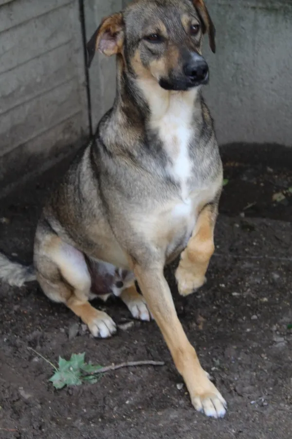 Pies do adopcji, Bełchatów, 1 lutego 2019 (5/5)