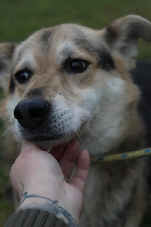 Pies do adopcji, Bełchatów, 31 grudnia 2021 (3/5)