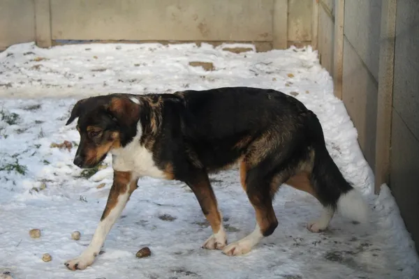 Pies do adopcji, Bełchatów, 15 kwietnia 2021 (1/4)