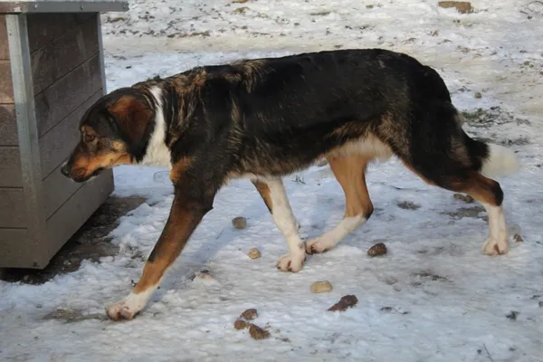 Pies do adopcji, Bełchatów, 15 kwietnia 2021 (2/4)