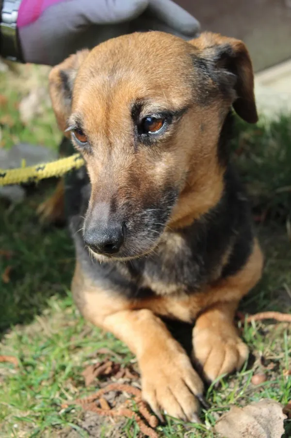 Pies do adopcji, Bełchatów, 1 grudnia 2021 (1/5)