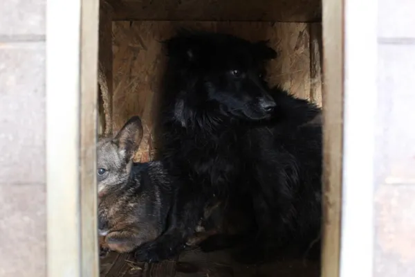 Pies do adopcji, Bełchatów, 1 czerwca 2021 (1/2)