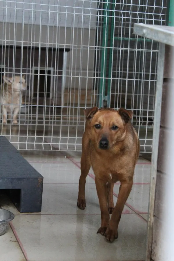 Pies do adopcji, Bełchatów, 24 września 2021 (1/5)