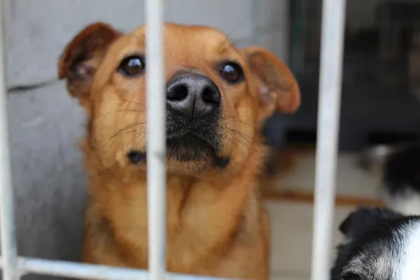 Pies do adopcji, Bełchatów, 24 września 2021 (2/5)