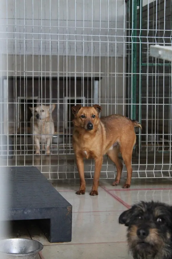 Pies do adopcji, Bełchatów, 24 września 2021 (5/5)
